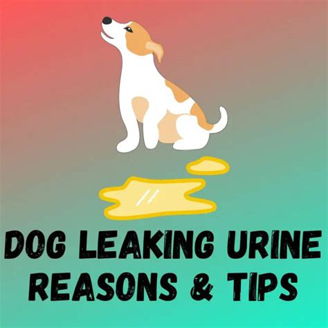 why does my dog leak urine when lying down|Dog Leaking Urine When Lying Down: Why It Happens and What。